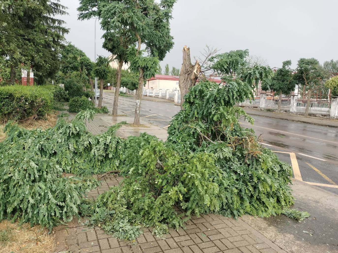 Imagen secundaria 1 - El mal tiempo causa estragos en la provincia: varios árboles caídos en Guijuelo y en Cespedosa de Tormes