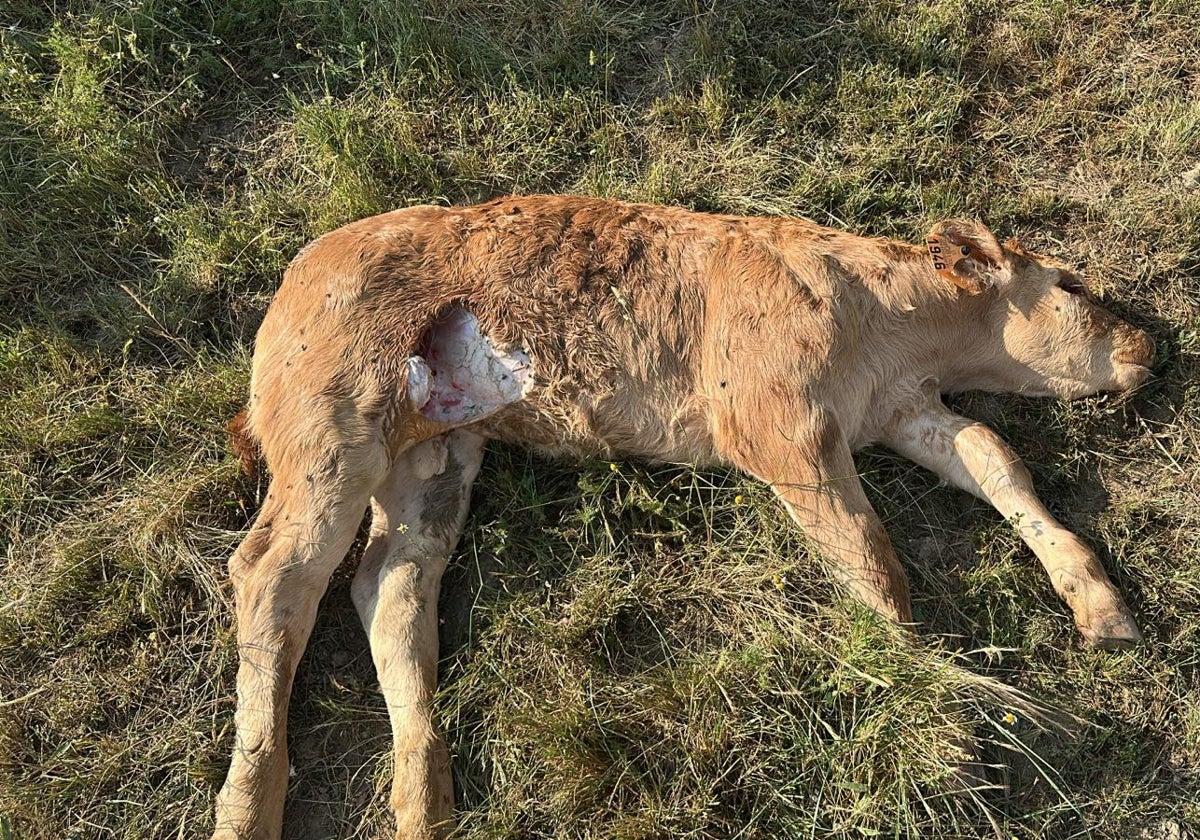 Imagen de uno de los terneros muertos debido al ataque de buitres en la localidad de El Cabaco