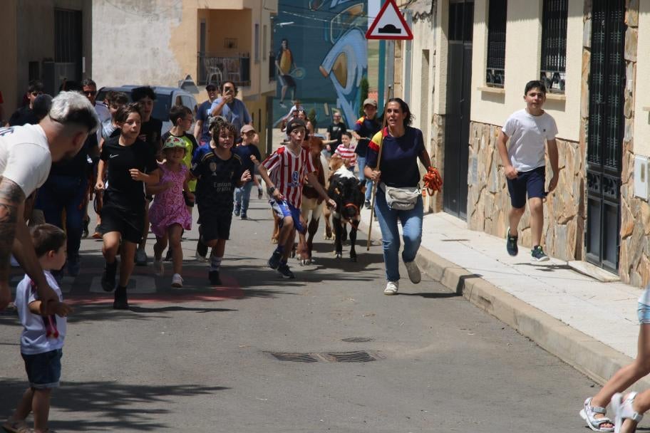 Los minibueyes triunfan en Castellanos de Villiquera