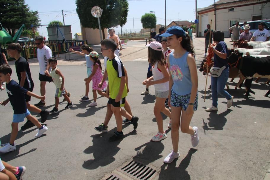Los minibueyes triunfan en Castellanos de Villiquera