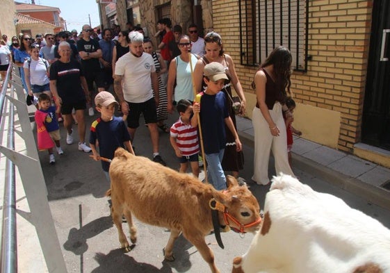 Un momento del espectáculo de los minibueyes en Castellanos de Villiquera.