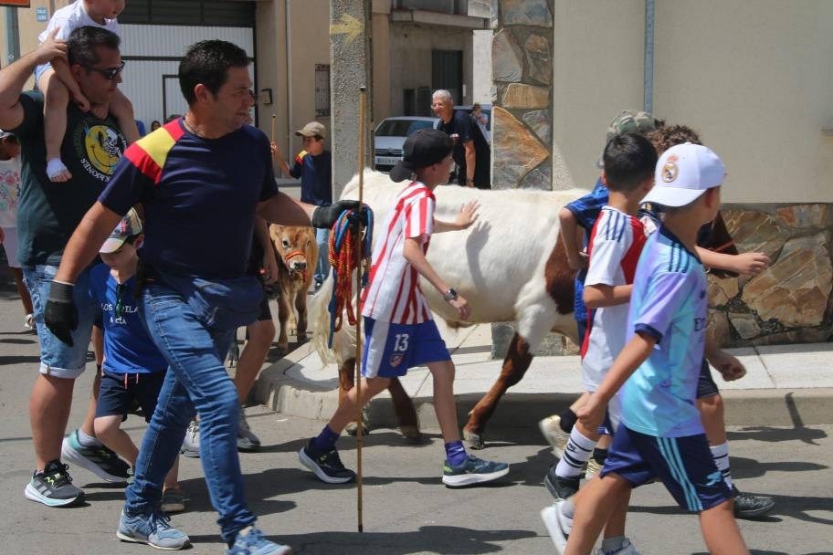Los minibueyes triunfan en Castellanos de Villiquera