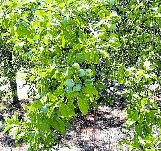 El valor de las ciruelas ascendía a casi 6.000 euros.