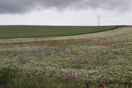 Una zona de cultivos amenazada por las nubes.