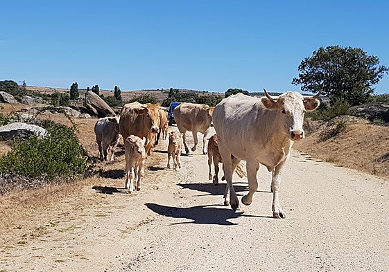 Vacas y terneros, en un momento de cambio de pastos.