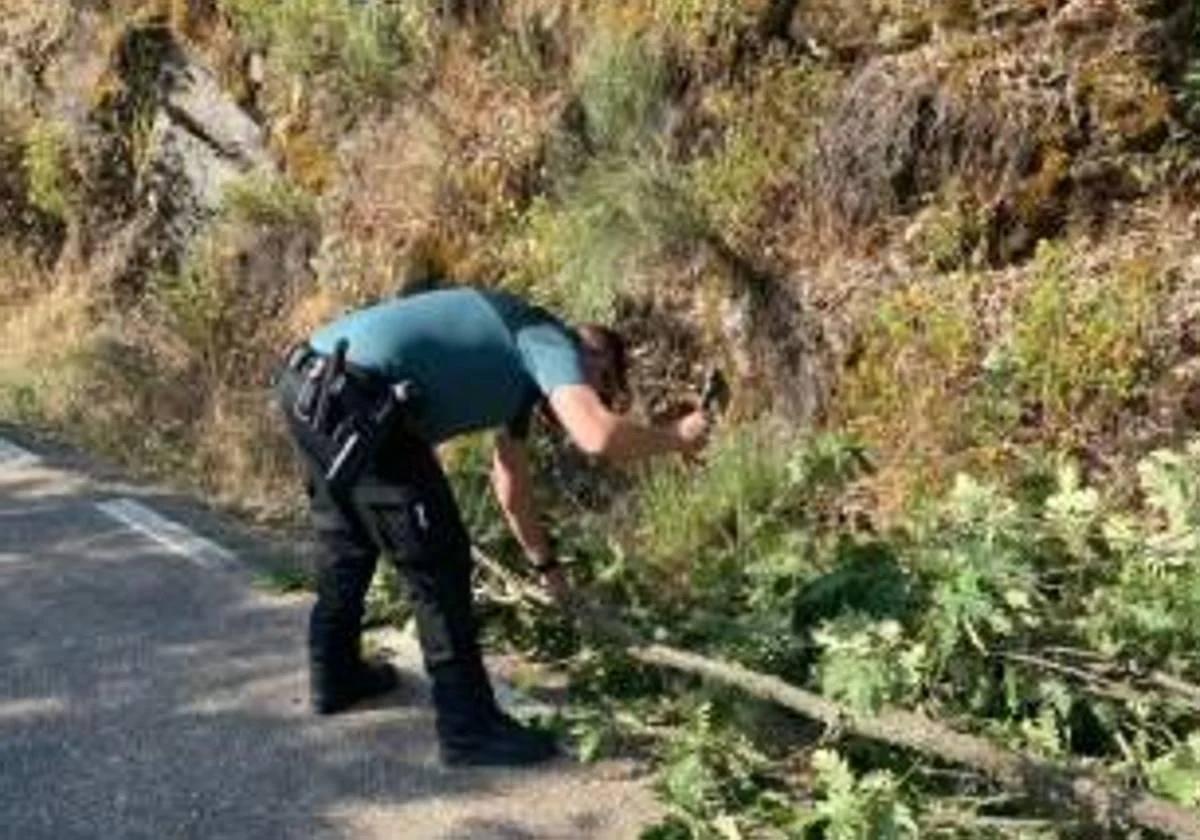 Un agente de la Guardia Civil de Salamanca, durante la intervención.