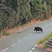 El jabalí acosa a un gato en el carril bici, junto al puente Enrique Estevan.