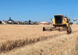Cosecha de cereal en la provincia salmantina.