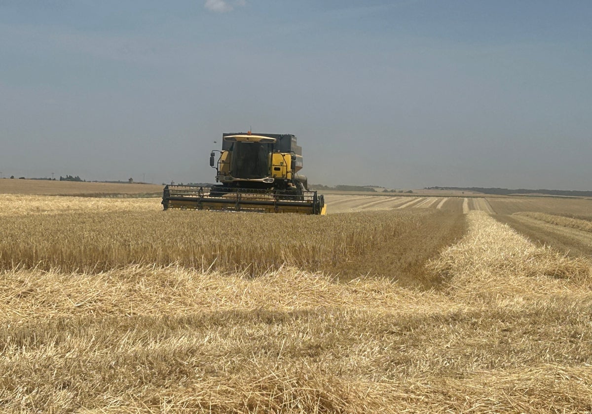 Un agricultor cosecha una tierra de cebada.