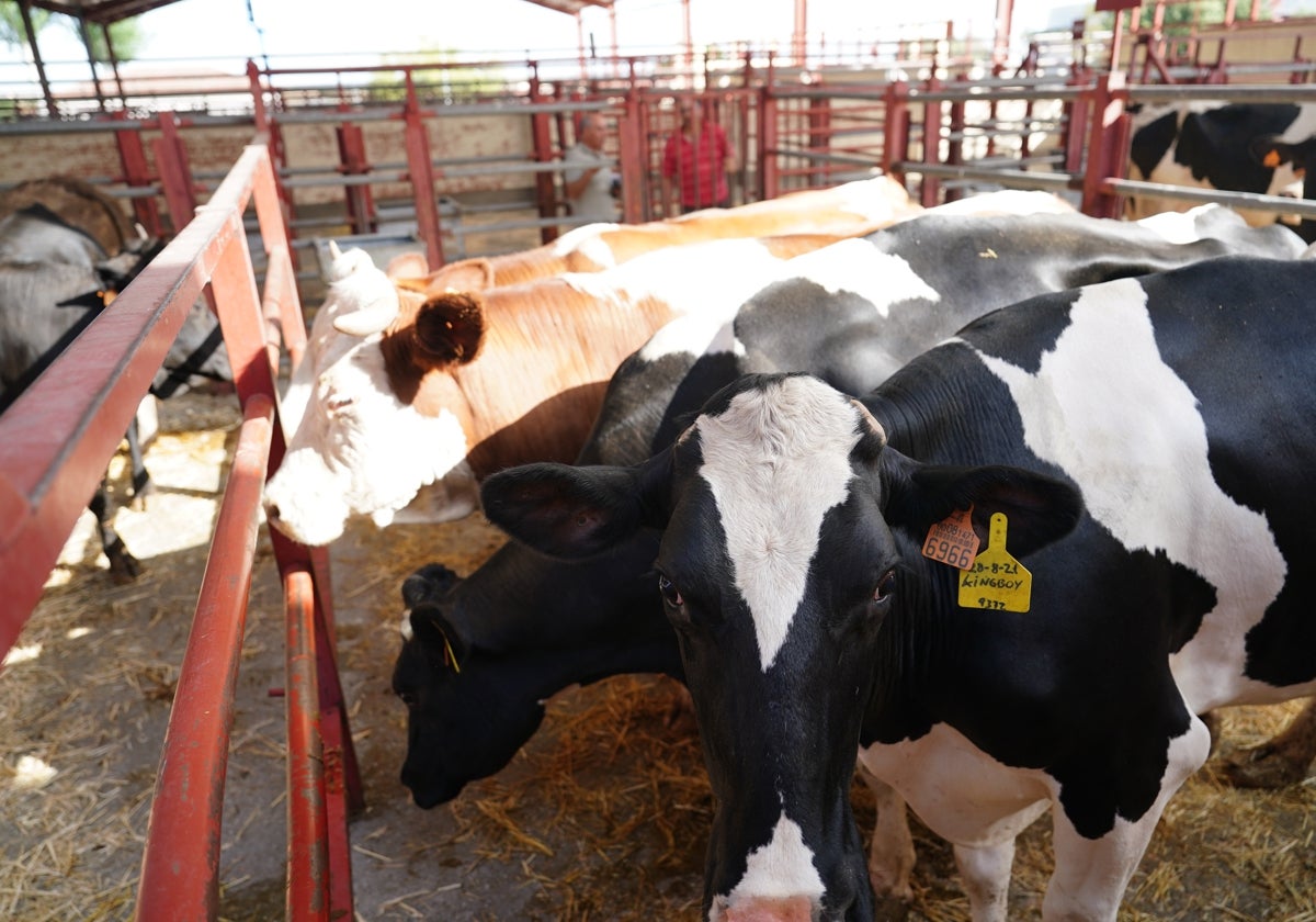 Recinto de vacas y toros del mercado de ganados de Salamanca.