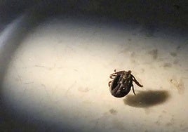 Una garrapata, bajo la lupa de la Unidad de Parasitología de la Universidad de Salamanca.
