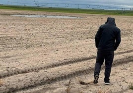Un agricultor observa el estado de una parcela.