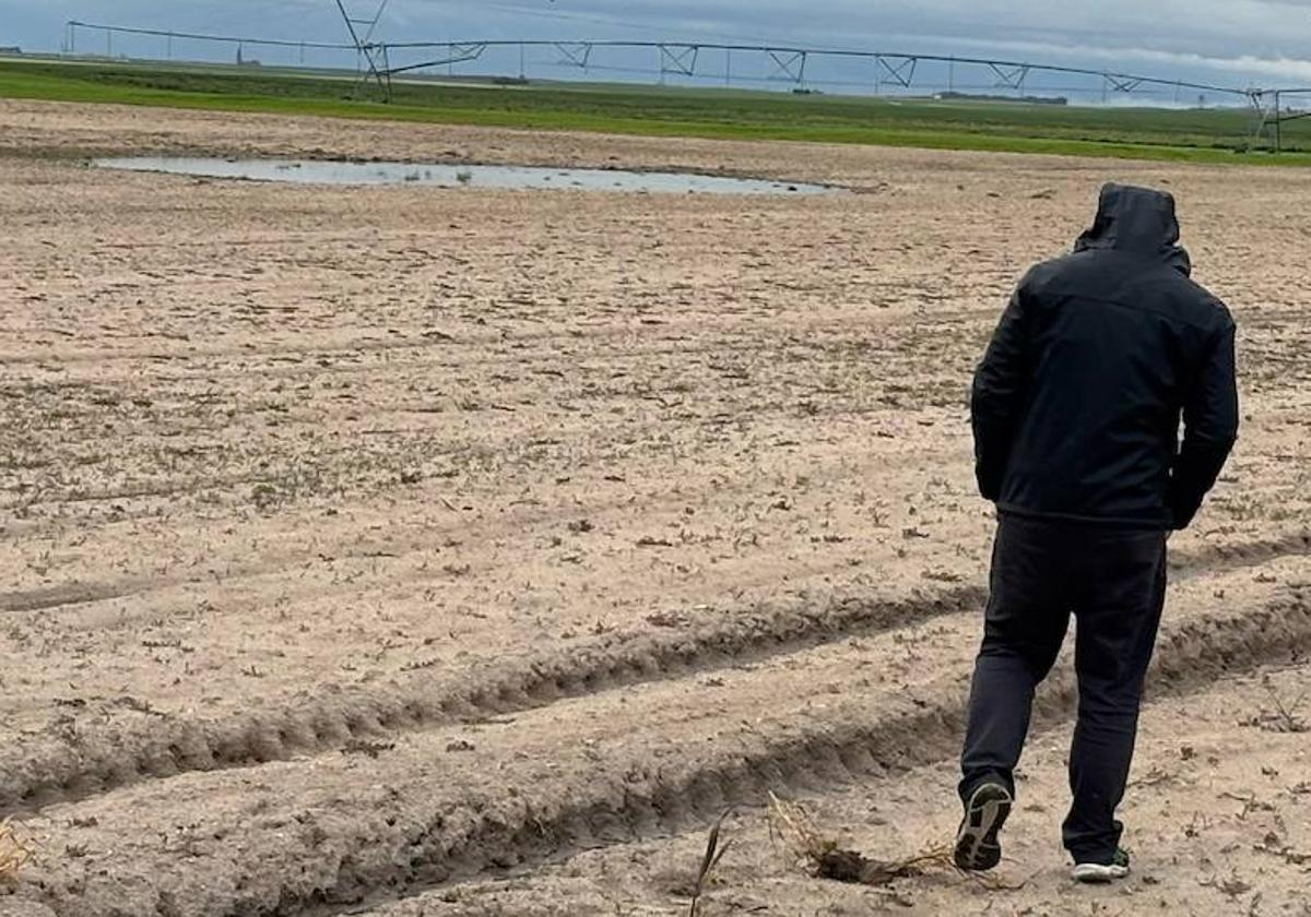 Un agricultor observa el estado de una parcela.