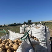 Patatas, en la tierra, para su recogida.