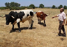 José Crego, en una de las fincas donde pastan los bueyes de su explotación.