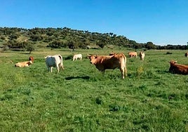 Imagen de una explotación salmantina.