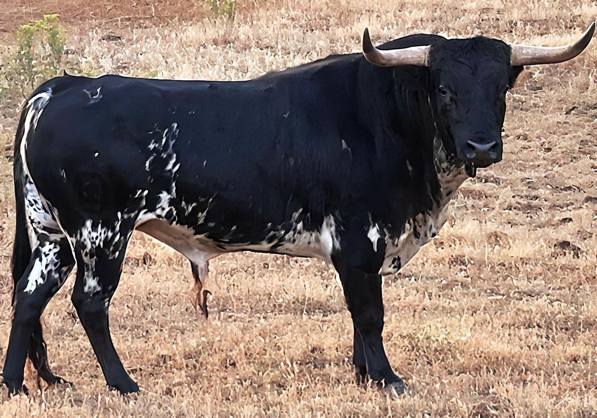 Toro donado por la Asociación Ribera Taurina.