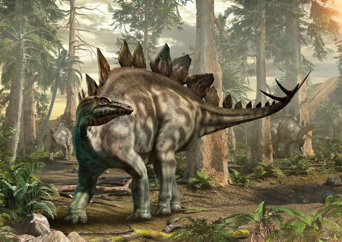 Imagen secundaria 1 - FOTO 1 - Europatitan easwoodi.  En la época de los dinosaurios, una de las especies más destacadas fue descubierta entre los años 2003 y 2006 en la sierra burgalesa de La Demanda. Con 35 toneladas de peso y 27 metros de largo de los cuales hasta 10 podían pertenecer a su cuello, este dinosaurio es el más alto de Europa descubierto hasta la fecha. Habitó la Península Ibérica hace 125 millones de años.  FOTO 2 - Stegosaurus ungulatus.  Estos gigantes alcanzaron los 9 metros de longitud en la actual península Ibérica a finales del período Jurásico, hace aproximadamente entre 156 y 144 millones de años. Fue hallado en Casal Novo y Vale Pombas (Portugal).  FOTO 3 - Ceratosaurus . nasicornis.  Uno de los primeros dinosaurios descritos en la historia de la paleontología lucía un cuerno que lucían en la parte superior delantera del hocico. Midió cerca de 6 metros y alcanzó la media tonelada de peso.