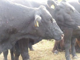 Una vaca con dermatosis.