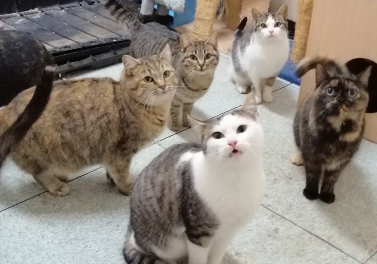 Varios felinos en el interior de la asociación 'Doñigatos'.