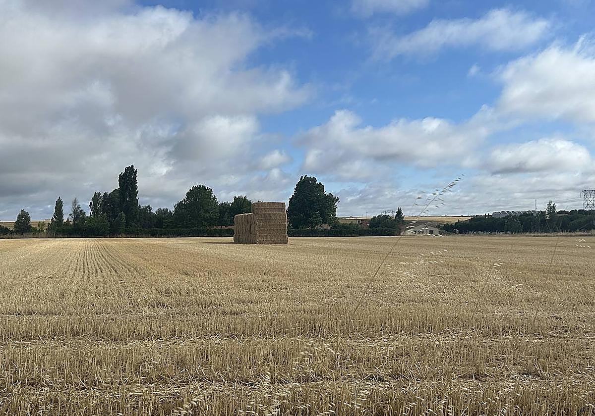 Paquetes de paja, ahora en las tierras.