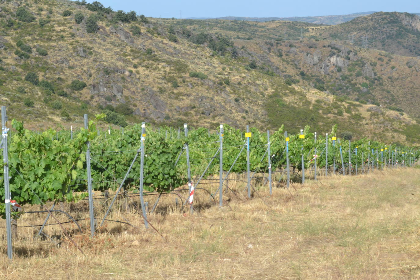 Las Arribes busca recuperar variedades únicas de uvas