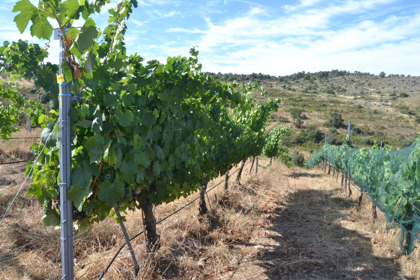 Las Arribes busca recuperar variedades únicas de uvas