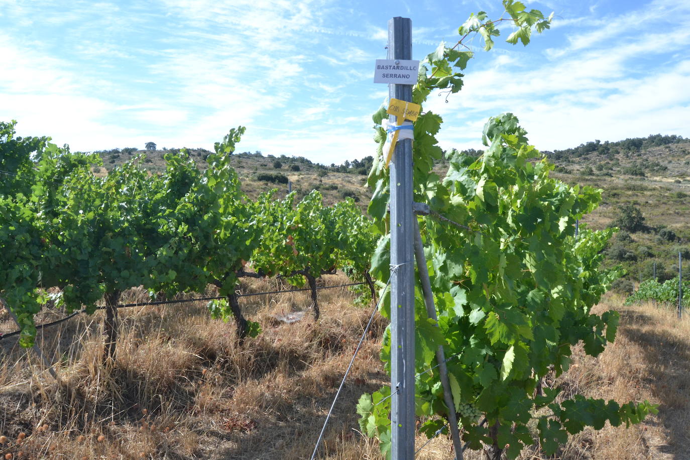 Las Arribes busca recuperar variedades únicas de uvas