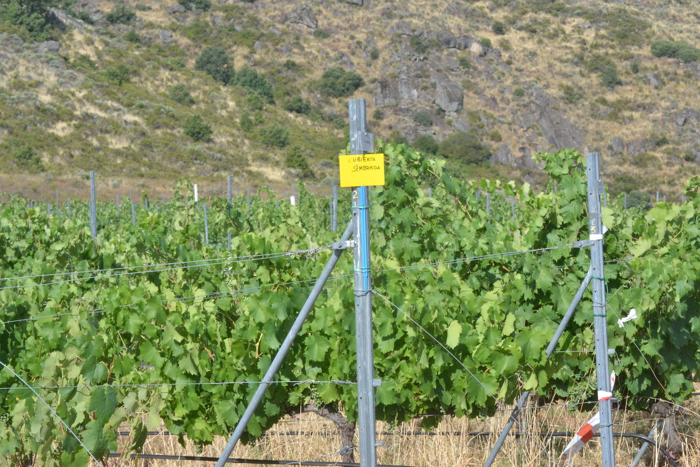 Las Arribes busca recuperar variedades únicas de uvas