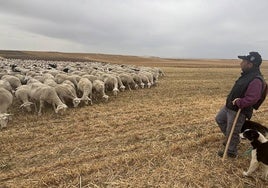 El pastor marroquí Mohamed Chami acompañado de su perro vigila el rebaño de ovejas.