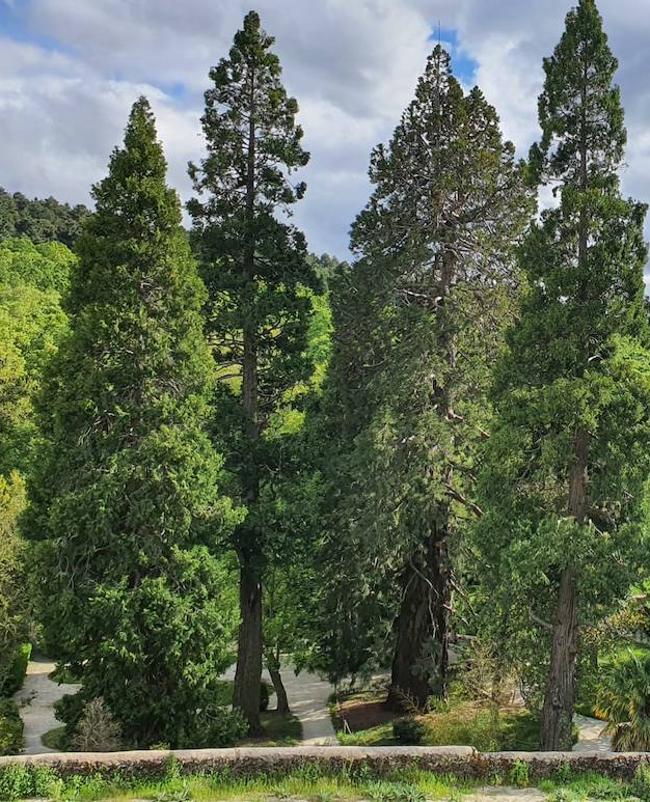La gran secuoya de El Bosque de Béjar