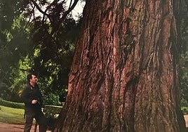 Tronco de la Secuoya Gigante de El Bosque.