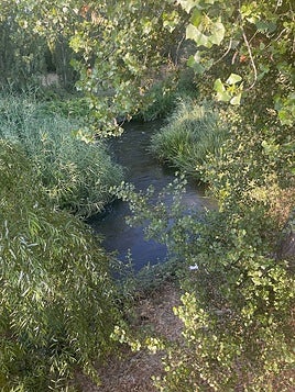El canal de regatas construido por la CHD está lleno de vegetación.