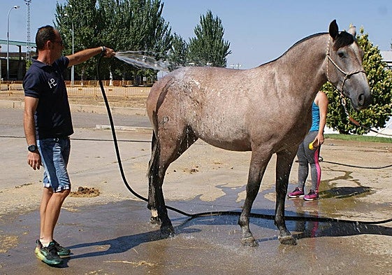 Un caballo de pura raza es duchado para sofocar el calor.