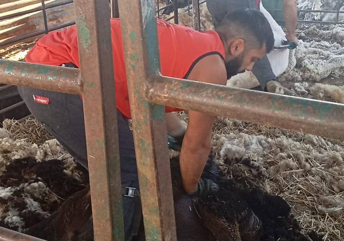Esquiladores trabajando en Calvarrasa de Arriba.