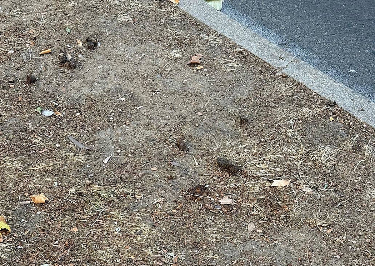 Imagen secundaria 1 - Los barrios piden más control para librarse de los excrementos en los parques: «Da igual que las multa sea alta si no se impone»