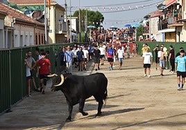 Uno de los novillos durante la segunda cita del Toro de Cajón.