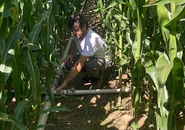 El agricultor José Antonio Alonso coloca los tubos para regar el maíz.