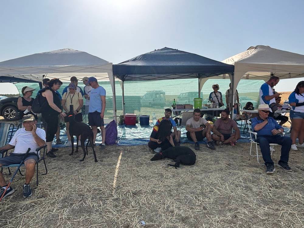 74 galgos de toda España se citan en la prueba de Cantaracillo