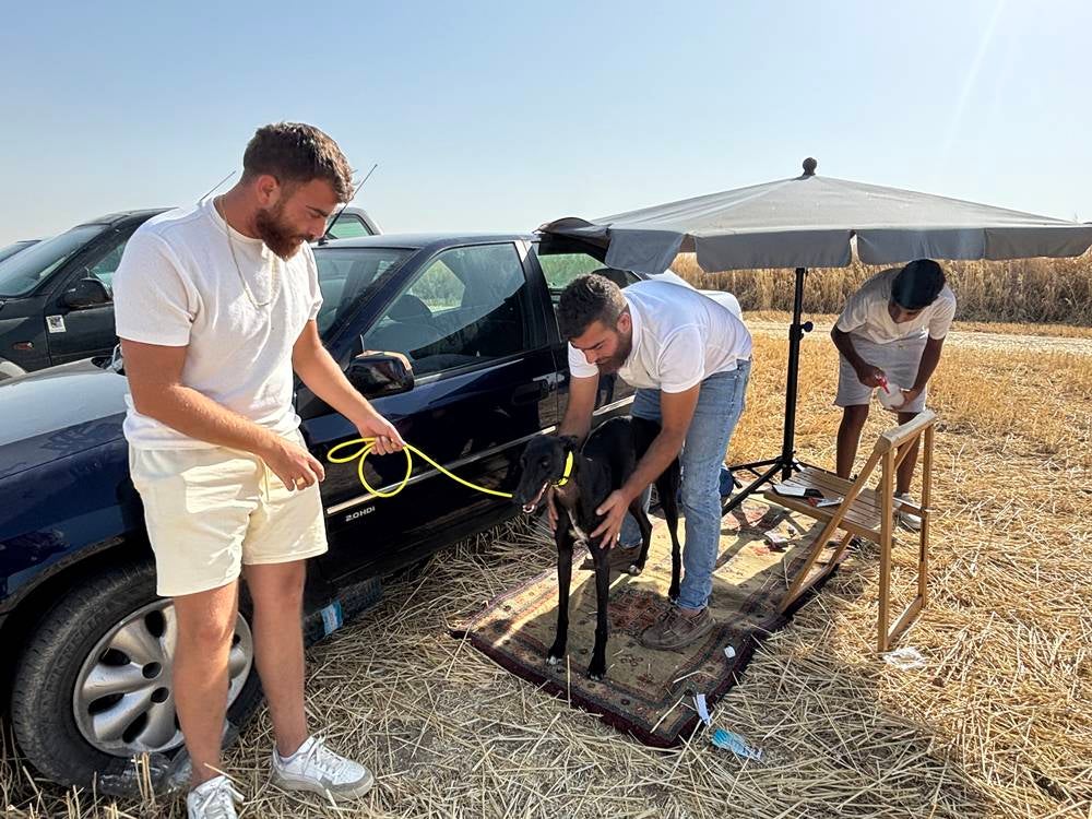 74 galgos de toda España se citan en la prueba de Cantaracillo