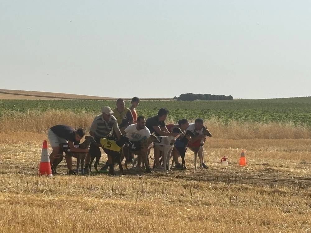 74 galgos de toda España se citan en la prueba de Cantaracillo