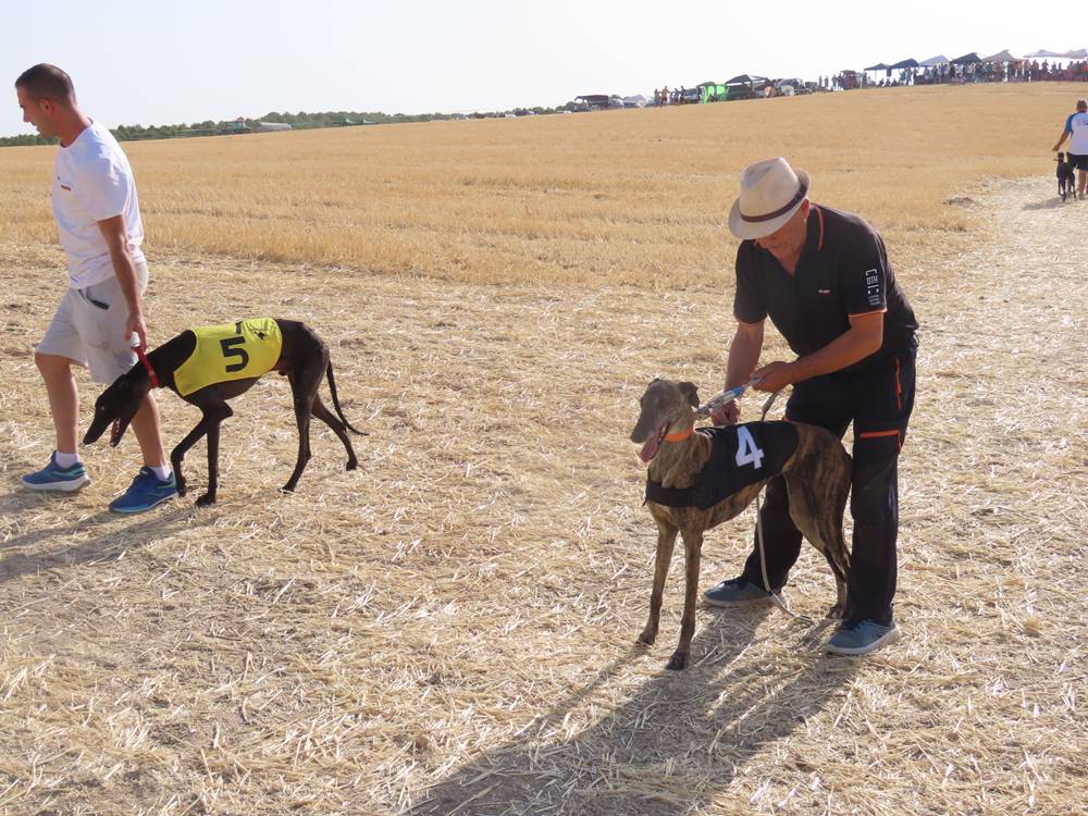 74 galgos de toda España se citan en la prueba de Cantaracillo