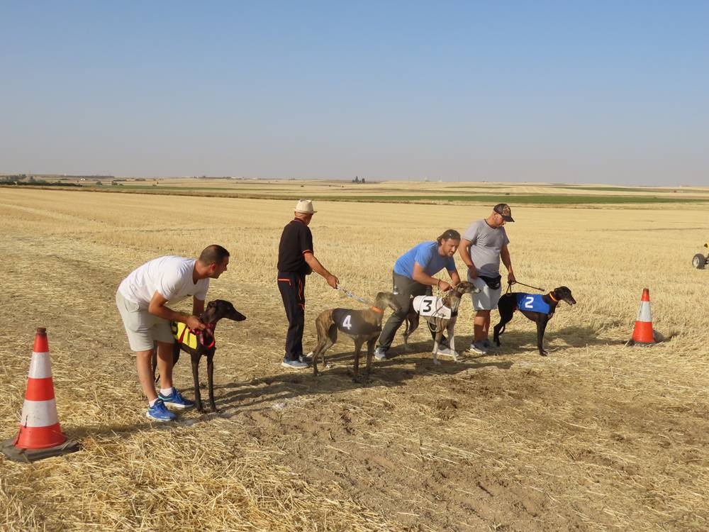 74 galgos de toda España se citan en la prueba de Cantaracillo