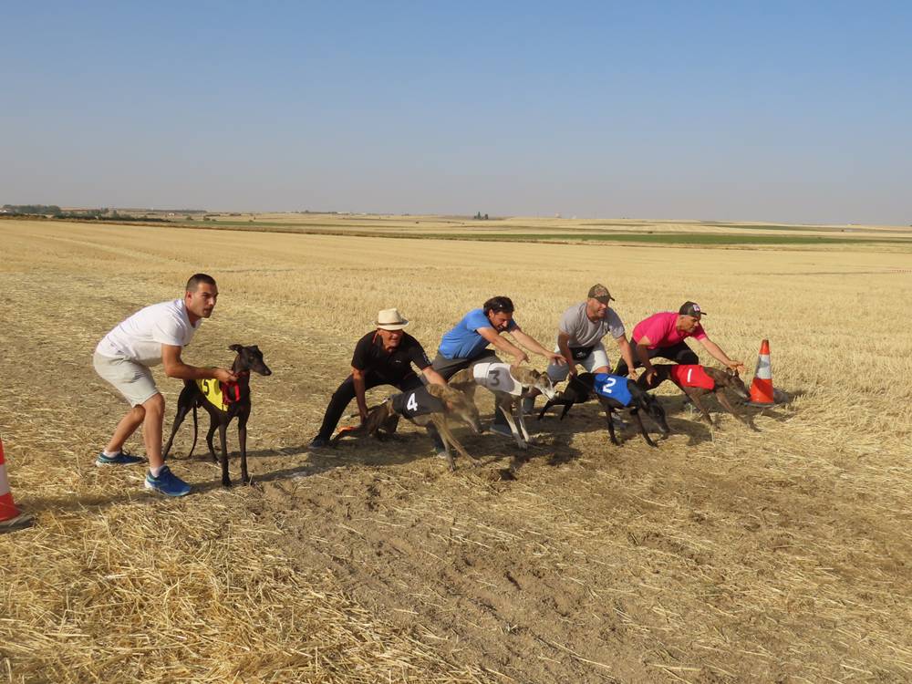 74 galgos de toda España se citan en la prueba de Cantaracillo