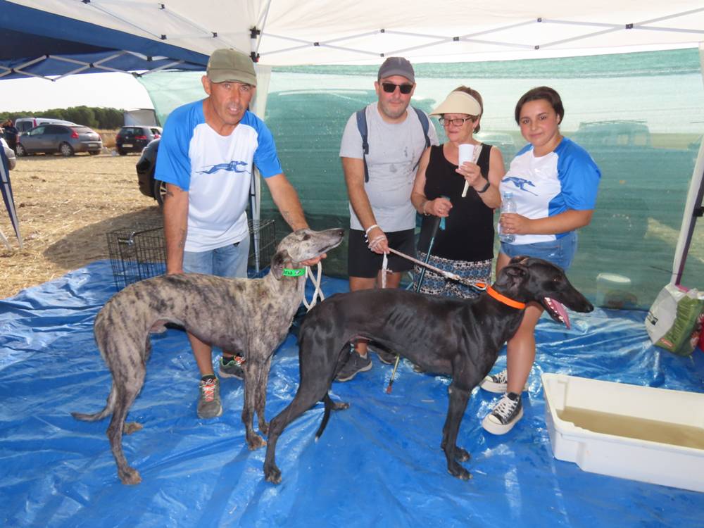 74 galgos de toda España se citan en la prueba de Cantaracillo