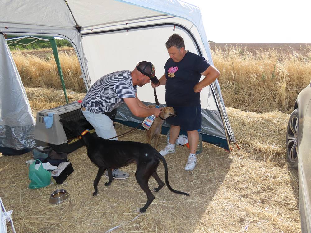 74 galgos de toda España se citan en la prueba de Cantaracillo