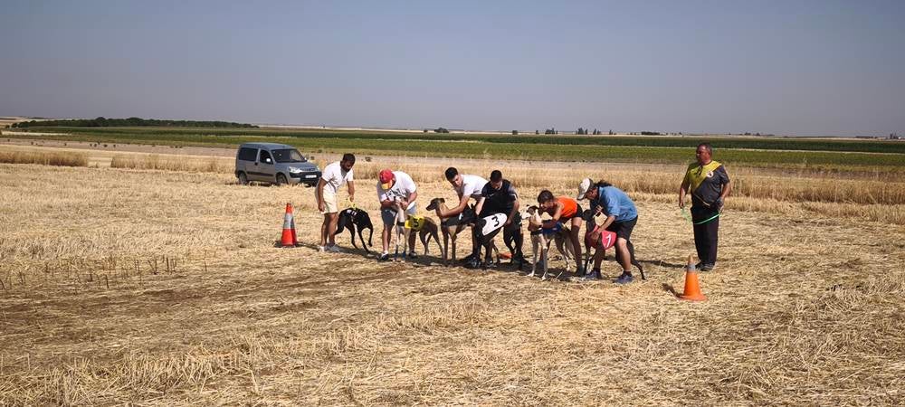 74 galgos de toda España se citan en la prueba de Cantaracillo
