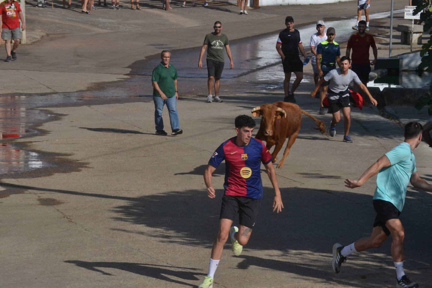 Divertido encierro en Saelices el Chico