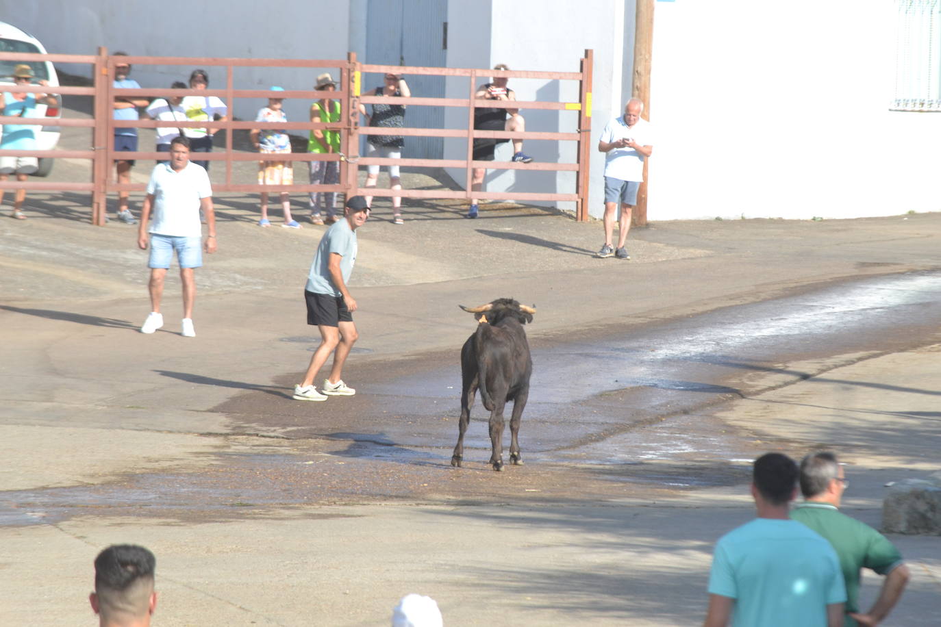Divertido encierro en Saelices el Chico