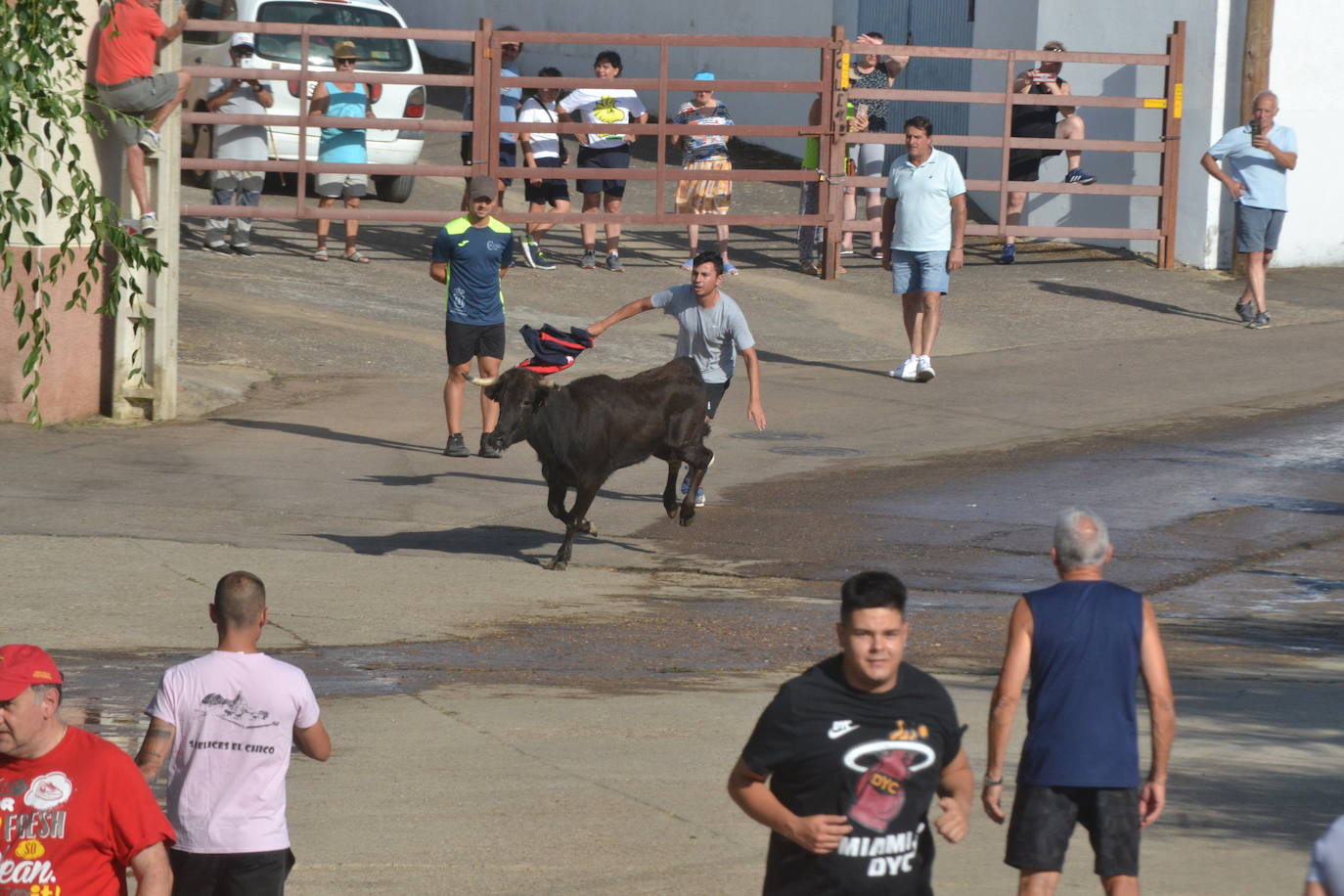 Divertido encierro en Saelices el Chico